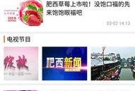 肥西女婿爆料视频播放,揭秘背后惊人真相