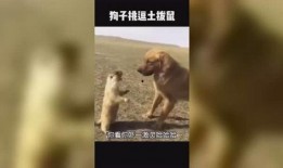 搞笑爆料类视频大全免费,让你笑到肚子疼