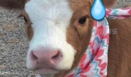 娱乐吃瓜酱自己,揭秘娱乐圈幕后故事，带你领略明星真实生活