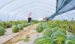 兰州新瓜最新爆料,揭秘瓜城最新热点事件