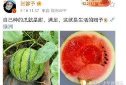 娱乐圈吃瓜的瓜,揭秘明星背后的故事与争议