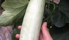 吃网红瓜的平台有哪些呢