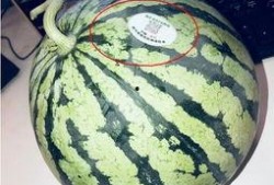 网红吃瓜打包,盘点那些令人捧腹的打包瞬间