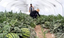 兰州新瓜最新爆料,揭秘瓜城最新热点事件