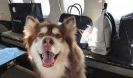 二狗爆料司马奇后续视频,司马奇后续视频内容大揭秘